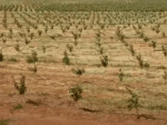 Citricultura cresce em Cassilândia e projeta geração de até mil empregos na colheita