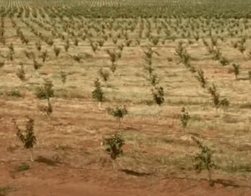 Citricultura cresce em Cassilândia e projeta geração de até mil empregos na colheita