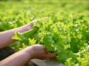 Clima pode fazer o alface desaparecer do Brasil até o fim do século; entenda