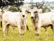 Preço do boi gordo sobe em SP com escala de abate curta e oferta menor