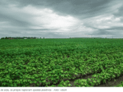 Produtor de MS tem até amanhã dia 10 para declarar área de soja