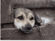 Novo decreto: Multa por maltratar animais pode chegar a R$ 1 milhão em novo decreto