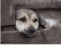 Novo decreto: Multa por maltratar animais pode chegar a R$ 1 milhão em novo decreto