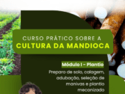 Curso prático sobre cultivo da Mandioca capacita produtores na Lagoinha em Costa Rica nesta sexta-feira