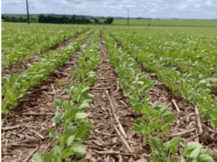 Queda nos preços da soja aperta margens no Brasil