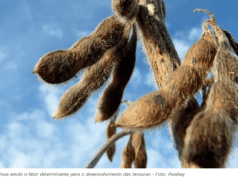 Disparada da soja surpreende mercado global