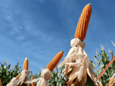 Apesar de fortes altas em Chicago, milho fecha mais uma vez em queda na B3