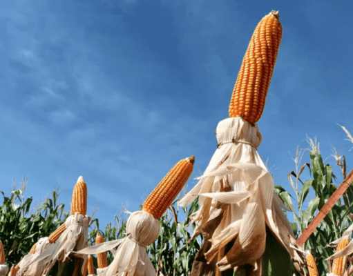 Apesar de fortes altas em Chicago, milho fecha mais uma vez em queda na B3