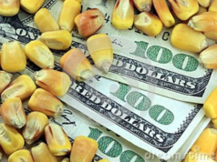 Milho sobe na B3 com apoio externo e dólar